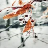 women fall and winter fragrances