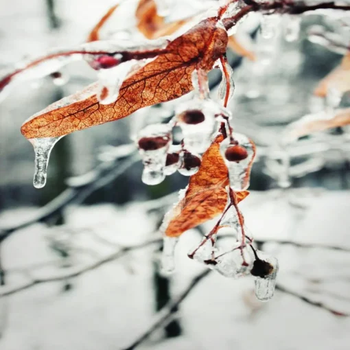 women fall and winter fragrances