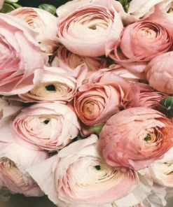women floral fragrances