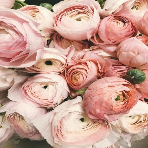 women floral fragrances